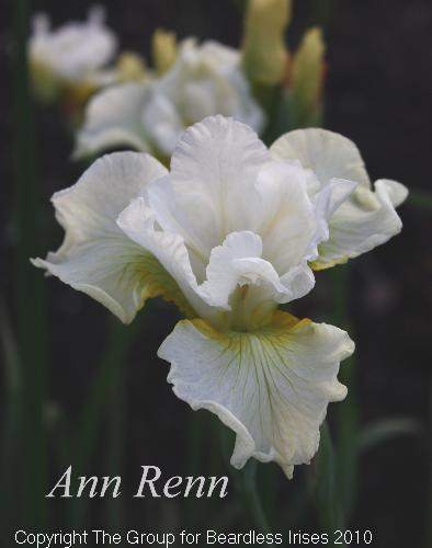 Ann Renn 